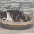 养猫4年多，踩了好多坑_3