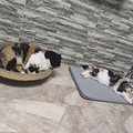 养猫4年多，踩了好多坑_0