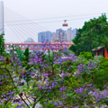 错过等一年！重庆这些地方的蓝花楹梦幻盛开_4