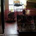 高品质阿拉斯加幼犬出售（名犬开心后代）_1