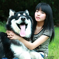 高品质阿拉斯加幼犬出售（名犬开心后代）_3