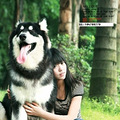 高品质阿拉斯加幼犬出售（名犬开心后代）_2