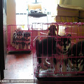高品质阿拉斯加幼犬出售（名犬开心后代）_0