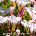 ˫ɫ������ Oxalis versicolor_3