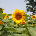 ĩ£ȥĻصsunflower~~~_5