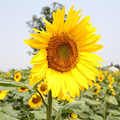 ĩ£ȥĻصsunflower~~~_3