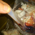 阿拉斯加BB找新家_2