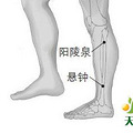 18味中药对应的人体穴位_4