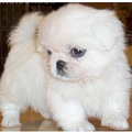 杭州专业繁殖京巴犬.冠军后代血统纯正京巴犬 _0