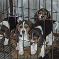 常年出售比格 巴哥 斗牛 藏獒 德牧 萨摩耶 苏牧 金毛等大小犬  _1