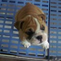 常年出售比格 巴哥 斗牛 藏獒 德牧 萨摩耶 苏牧 金毛等大小犬  _5