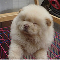 杭州松狮犬价格多少钱 杭州哪里买卖松狮犬杭州松狮照片 松狮狗狗_0