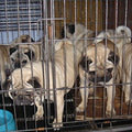 常年出售比格 巴哥 斗牛 藏獒 德牧 萨摩耶 苏牧 金毛等大小犬_3