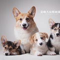 出售一只极品双色柯基宝宝 英女皇同款，欲购从速_3