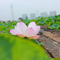 余杭香草园的荷花_5