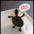 大爷，博您一笑，家有小宠【小红耳】_0