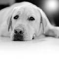 杭州导盲犬开微博吸引众粉丝 不让上公交活动范围小（图）