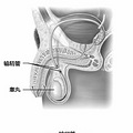 意外怀孕 各种避孕方法失败率大PK