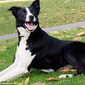 英8.4万元狗成世界最贵牧羊犬_2