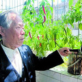 79岁老汉每日按摩睾丸1小时 仍与老伴过性生活（图）