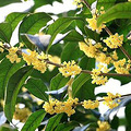 温胃散寒第一花：桂花