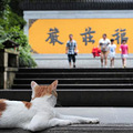 灵隐景区的永福寺的福猫失踪了 请大家帮忙找找看哦(图)_1