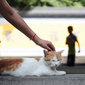 灵隐景区的永福寺的福猫失踪了 请大家帮忙找找看哦(图)_3