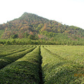 343 【茶园间骑行】_2