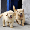    咱们小区养大型犬的，请进！