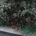 小区的野猫今天早上刚刚开始叫春，担心会被讨厌猫的居民捕杀