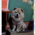 寻找 我家宝贝狗狗急急急！！！！！！！！！！！！！！