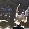 迎新春【金蛇狂舞曲】指挥 —— 红嘴鸥_5