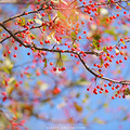 龙井梅家，感受慢节奏，品生活