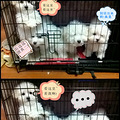 【晒晒自家小比熊】内有二货一只，慎入~_0