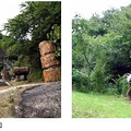 新昌大佛寺AAAA级旅游景点自助游攻略_3