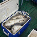 2013年洋鞍大礁海钓狂抽铁板 大鲈鱼 爆箱_4