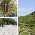 四季仙果，上虞樱桃开始采摘咯，给自己家的打下广告_2
