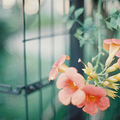生如夏花~~_4