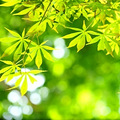 夏日小景_0