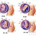 胎儿成长过程图_2