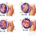 胎儿成长过程图_4