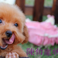 家养纯白色玩具贵宾犬泰迪纯种幼犬一窝3个图片+视频_3