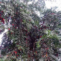 红豆杉果成熟了_4