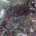 红豆杉果成熟了_3
