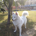 六个多月的母萨摩耶犬