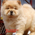 杭州哪里有出售肉嘴紫舌松狮犬价格，杭州松狮价格图片_0