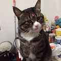 春节猫咪求寄养，已找到寄养，