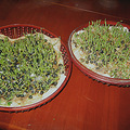 第二次吃蚕豆苗_4