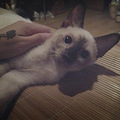 超美暹罗猫求配种啦！！~_3