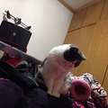 异国短毛猫宝宝，小诺诺两个半月啦～_0